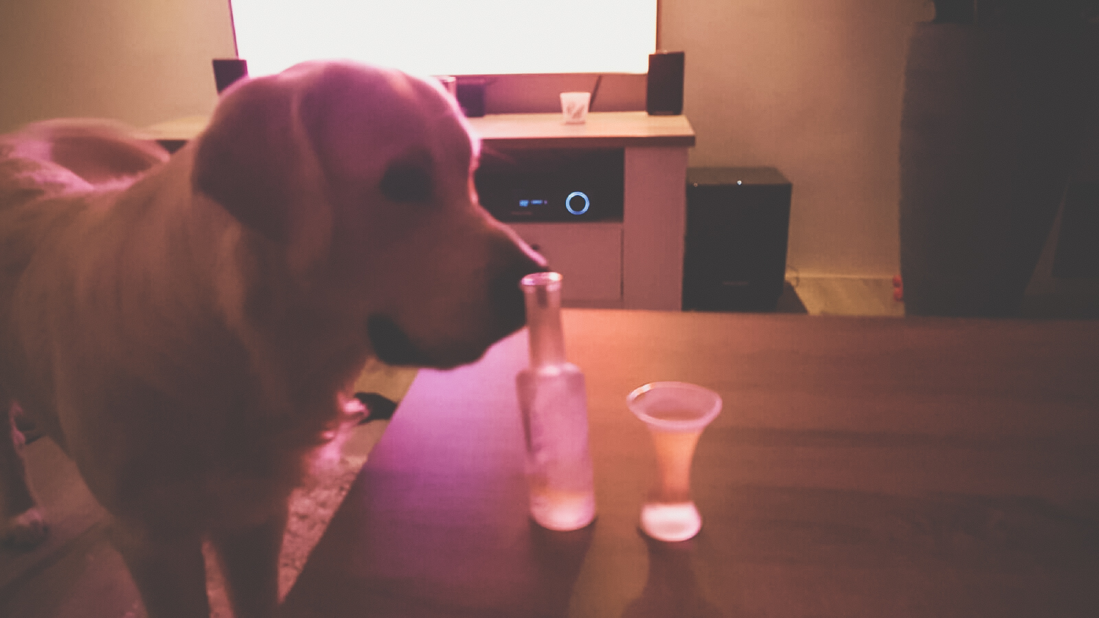 Golden retriever ruikt aan een glas Drunken mel